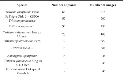 Table 2. Wheat species and hybrids used in prediction of spike density index and shape type