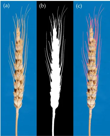 Figure 4. Stages of the algorithm for identifying awns by the example of spike ID no. 6450: (a) spike image on blue background; (b) binarized spike pattern; and (c) initial spike image with recognized awn regions (marked red) and spike sections (marked blu
