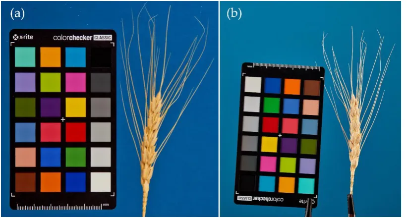 Figure 1. Images of spikes captured by two different protocols: (a) on a table and (b) fixed with a clip holder