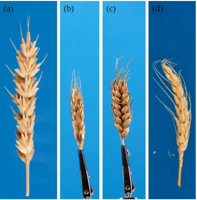 Table 1. Distribution of the spikes in sample according to awnedness types. 