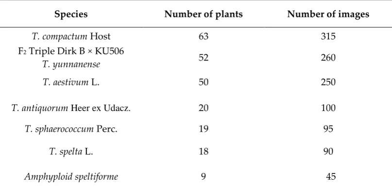 Table 2. Wheat species and hybrids used in prediction of spike density index and shape type