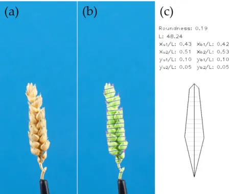 Figure S2.  Stages   of   algorithm   operation   for   compact   spike   type:   (a)   initial   spike   image;   (b)   the recognized spike body is highlighted with green; awn regions, with red; and sections, with blue; spike axis is denoted with red; an