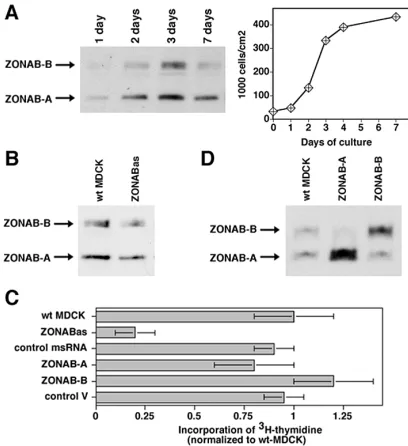 Figure 1.Regulation of proliferation by ZONAB. (A) MDCK cells were grown for the indicated amounts of days