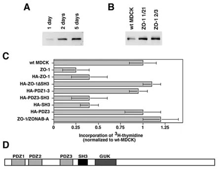 Figure 3.Regulation of G1/S-phase transition by ZO-1 and are means were analyzed in at least three different experiments performed in ZONAB