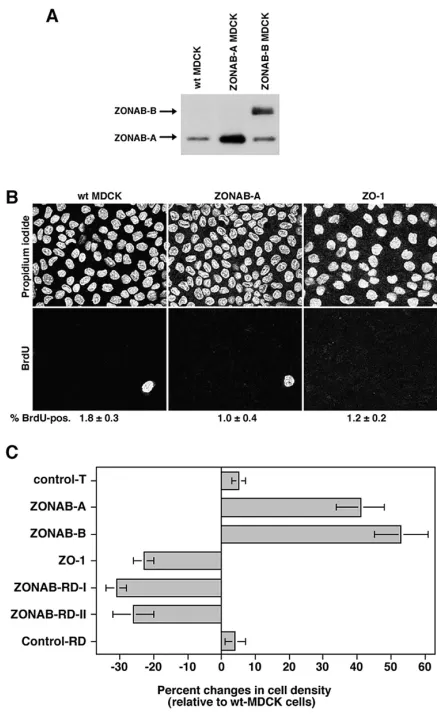 Figure 5.Regulation of final cell density by ZONAB.changes relative to wild-type MDCK cells