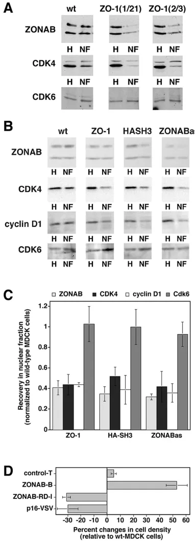 Fig. 8 B shows that the nuclear levels of ZONAB andCDK4 in MDCK cells expressing HA-SH3 were reduced toa similar extent as in ZO-1–overexpressing cells (see Fig