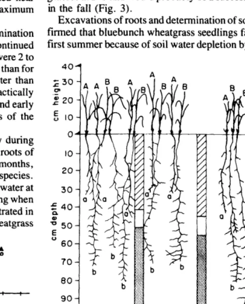 Fig. 2. Development of bluebunch wheatgrass and cheatgrass seedlings in relation to available soil water