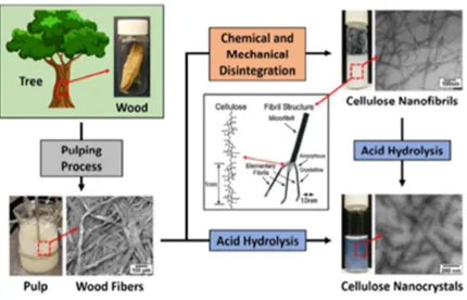 Fig. 8. Schematic diagram showing the process of extracting CNs from trees along with micrographs of the wood fibers during the various stages of the extraction process