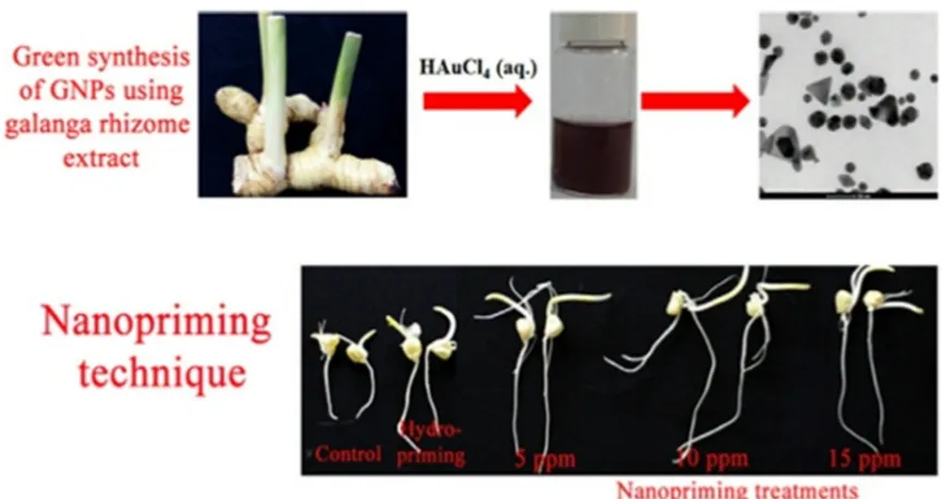 Fig. 1. Green synthesis of GNPs and its effect on seed germination. Reprinted with permission  [18]