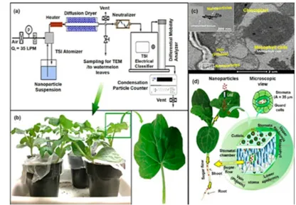 Fig.2. Aerosol-mediated nanoparticle delivery to a watermelon plant. (a) Schematic diagram of the experimental setup