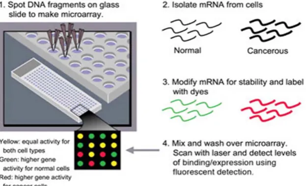 Figure 1: The fundamental Steps in the Microarray Experiment 