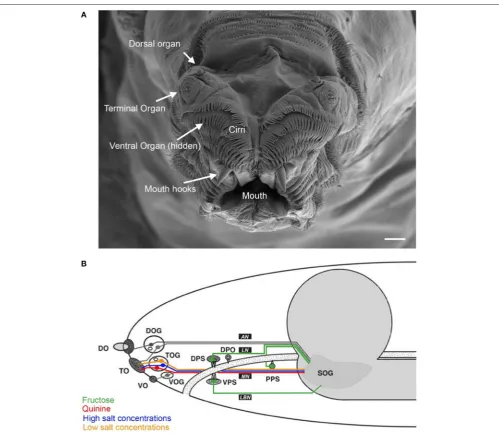 FIGURE 1 | Anatomy of the larval taste system. (A) Fine structure of the larval cephalic organs: frontal view of the larval cephalon with the external sensory organson each cephalic lobe: the dorsal organ (DO), the terminal organ (TO), the ventral organ (V