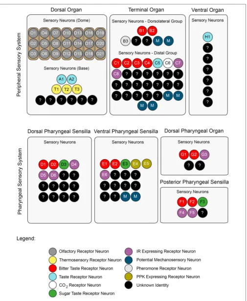 FIGURE 2 | A neuronal map of the larval taste system. The neuronal map deﬁnes the single neurons of the larval taste system based on their molecular andfunctional properties