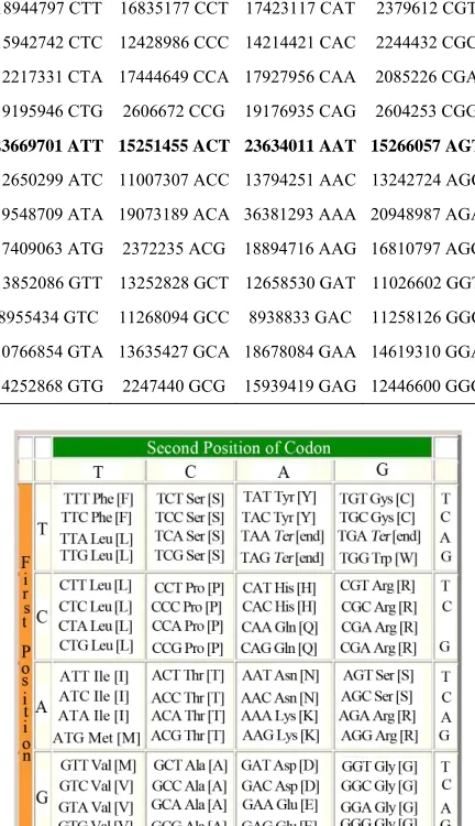 Figure 4. The universal genetic code starting matrix. 