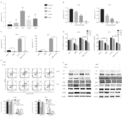 Figure 5 Berberine induces apoptosis by regulating the miR-19a/TF/MAPK axis in NSCLC. (A) qRT-PCR analysis of TF expression in BEAS-2B, A549, Pc9, H1299 and H460cell lines