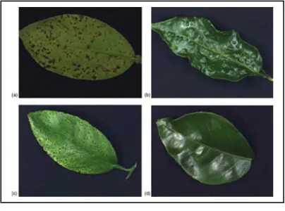 Fig. 2. The different classes of leaf images are given. 