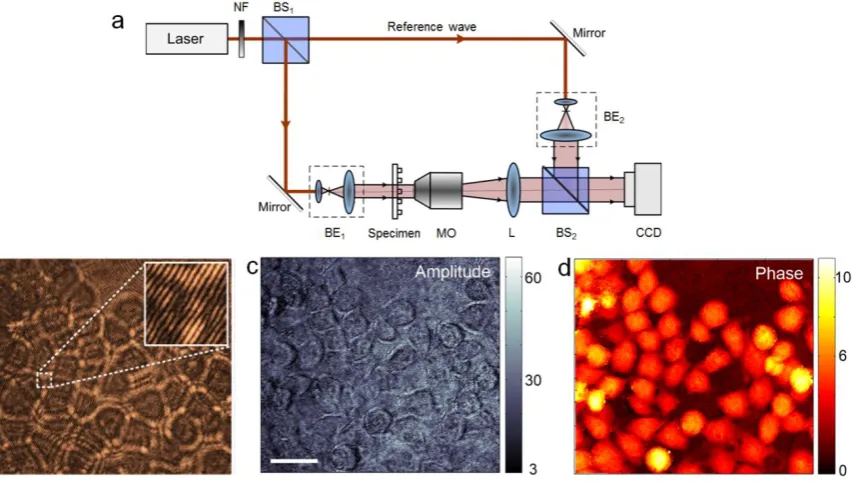 Figure 2. Basic configuration of DHM used with transparent or translucent specimens. (a) Schematic optical 