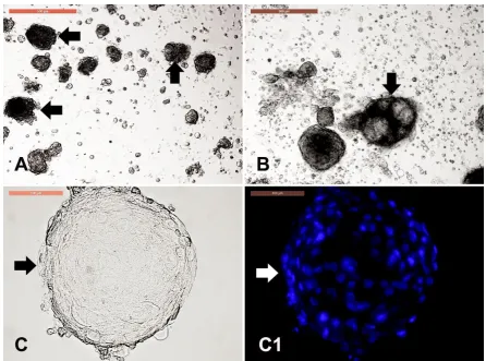 Figure 7. Dermal spheroid characterization. Cell clumps or dermal spheroids were clearly observed either in primary culture (P0) and in P1 in form of solid clumps (A, arrows) or fluid-filled clumps (B, arrow) with resemblance to the embryoid bodies as obse
