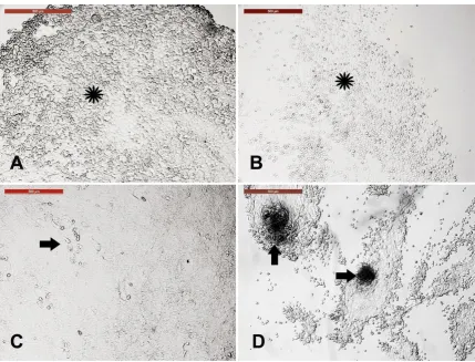 Figure 3. Sensitivity of different skin-derived cells to trypsinization. Incubation of primary cell culture with trypsin-EDTA for 5 min showed varied behavior