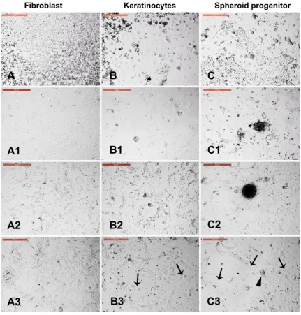Figure 4. Sensitivity of different trypsin-sensitive skin-derived cells to heat shock