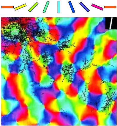 Figure 5: Patchy connectivity.with white dots in the upper left above) of this 2.5map, it labels neurons with a wide range of orientation preferences locally, butdistant neurons are labeled only if they have orientation preferences similar tothat of the ne
