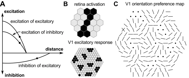 Figure 6: The model of V1 orientation-preference map self-organization byvon der Malsburg (1973)