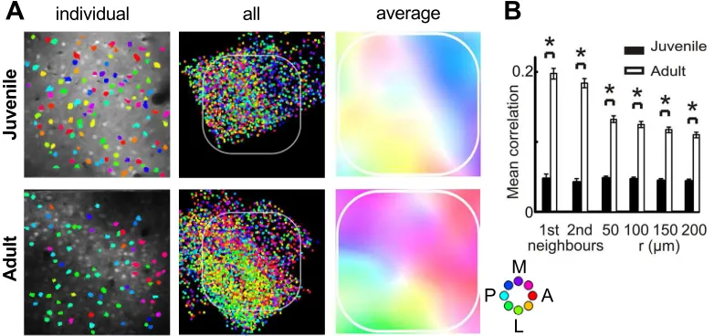 Figure 8: Postnatal development of whisker direction preference maps in ro-dent barrel cortex