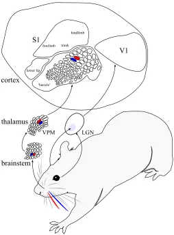 Figure 1: Neural maps and cortical maps. For a mammal, the surface of thecortex (shown enlarged and schematically ﬂattened above) can be parcellated intoa number of different cortical maps, such as the rat primary visual cortex (V1)and primary somatosensor