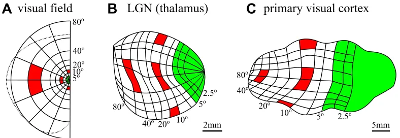 Figure 2: Visuotopic maps. Visually responsive neurons typically respond tospeciﬁc areas of the visual ﬁeld and are excited by speciﬁc neurons in the regionsfrom which they receive connections