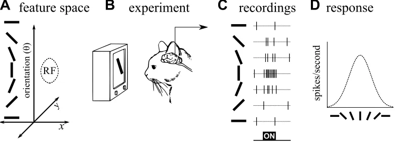 Figure 3: Mapping a receptive ﬁeld (RF) in feature space.the orientation dimension. This neuron has a preference for vertical orientations,since it spiked most frequently for such patterns