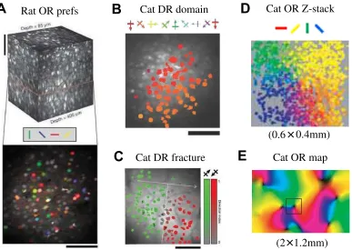 Figure 4: Orientation and direction maps in rodents and cats. Two-photonimaging techniques allow every neuron in a small volume to be labeled with itsfeature preference, similarly to how preferences of single neurons were measuredin ﬁgure 3