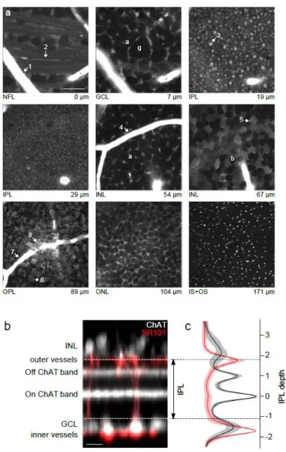 Fig. 3. Visualizing retinal structure 