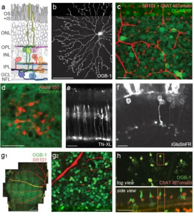 Fig. 1. Retina and retinal labeling 