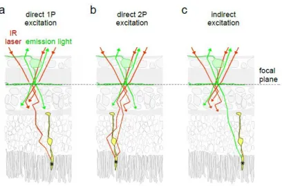 Fig. 2. Direct and indirect excitation of PRs 