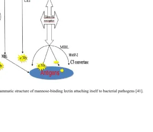 Fig 1:  Diagrammatic structure of mannose-binding lectin attaching itself to bacterial pathogens [41]