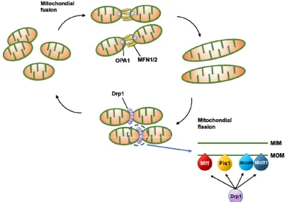 Figure 1. Schematic illustration of the mitochondrial dynamics. Mitochondria dynamically change their morphology through the cycle of fusion and fission