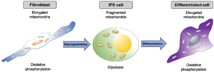 Figure 2. Dynamic change of mitochondrial shape during the reprogramming and differentiation
