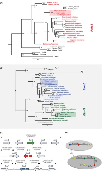 Figure 3. Maximum likelihood phylogenetic analysis of fads2 (A) and elovl orthologues (B) analyzed in the present study: Clupeiformes species are highlighted, node numbers indicate bootstrap values