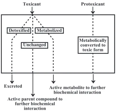 Figure 23.9.  Processes involving toxicants or protoxicants in the kinetic phase. Dynamic Phase