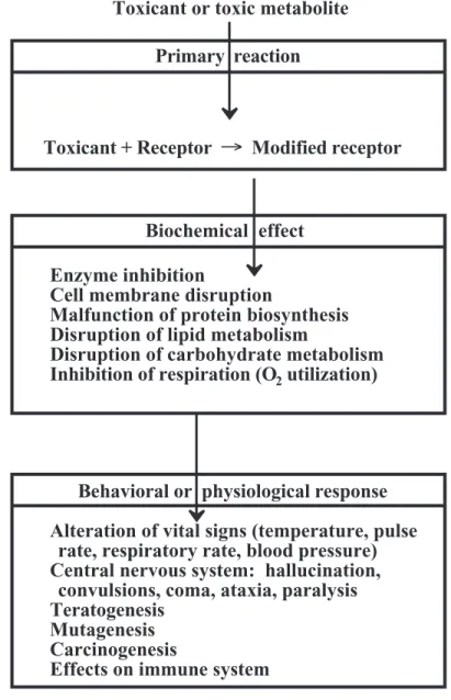 Figure 23.10.  The dynamic phase of toxicant action. Biochemical Effects in the Dynamic Phase