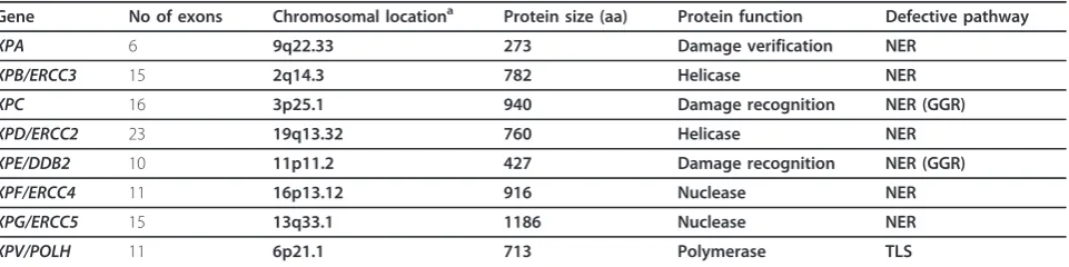 Table 1 The XP genes