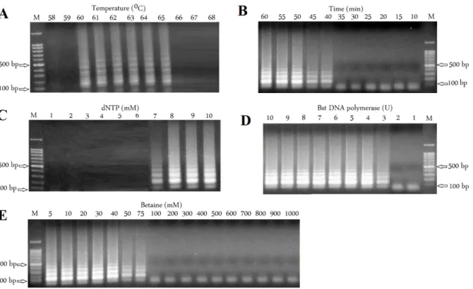 Figure  2  Results  of  optimization  of  LAMP  reaction.  Effects  of  temperature  (A),  Effects  of  the  reaction  time  (B),  Effects  of 