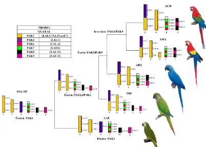 Figure 8 - Phylogenetic analysis based on rearrangements involving PAK1, PAK4, PAK6, PAK7, PAK8 and PAK9 in Neotropical Psittacidae, according to results obtained by FISH with probes of G