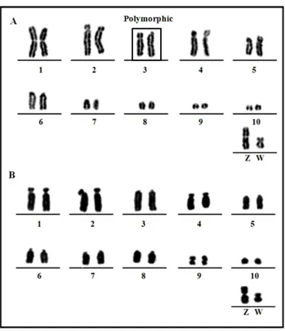 Figure 1 - Partial karyotypes conventionally stained of the two species: (A) P. frontalis, 2n=70, (B) A