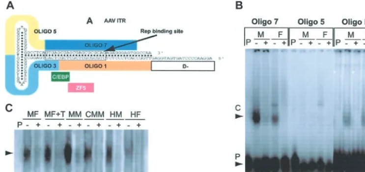 Figure 7. Competitive gel mobility shift assay. (A) Schematic of the AAV-2 ITR demonstrating the positions of the Rep-binding site as well as the pertinent 30 mericexcess of unlabeled cognate