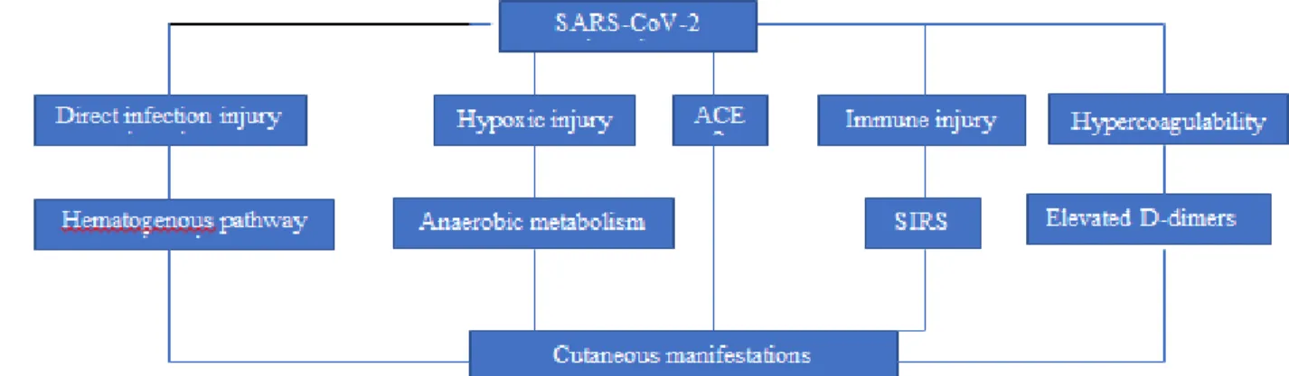 Figure 1 Pathogenesis of cutaneous manifestations in COVID-19 (Adopted and modified from Wu et al [])