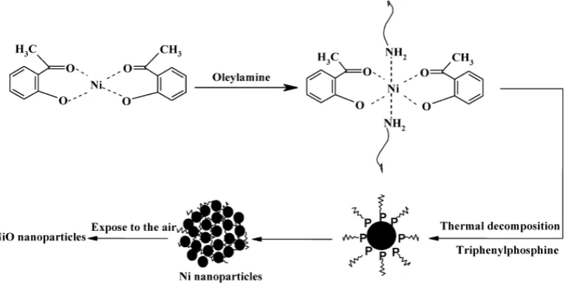 Figure 1. The procedure of fabrication of nickel oxide nanoparticles. 