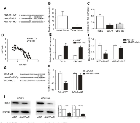 Figure 3 NNT-AS1 acted as a ceRNA by sponging miR-485 and regulated BCL9 expression indirectly.Notes: (A) The predicted complementary binding sequences of NNT-AS1 3ʹ-UTR and miR-485