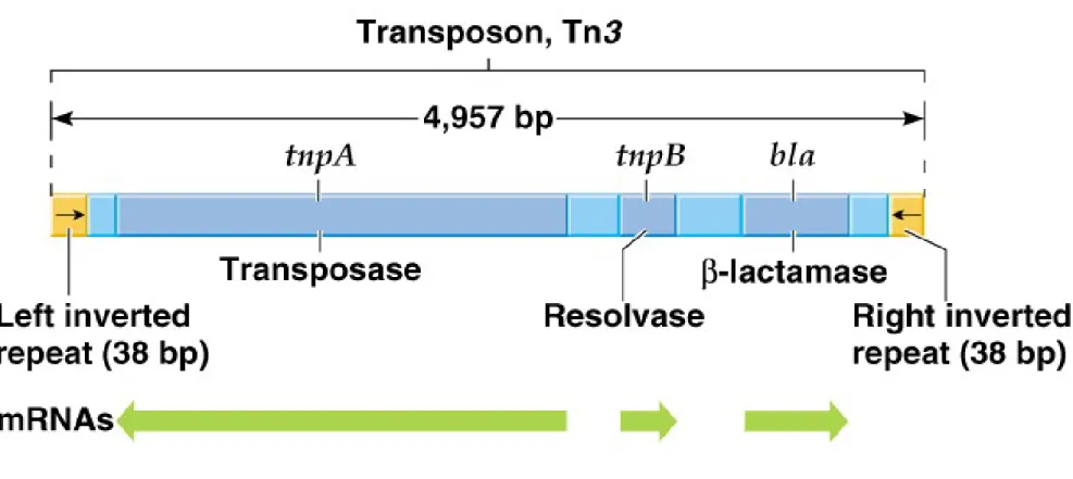 Fig. 20.4  Structure of the noncomposite transposon Tn3