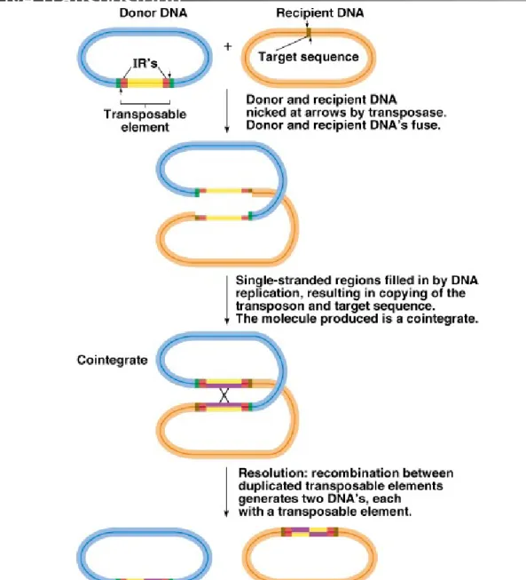 Fig. 20.6  Cointegration model for transposition of a transposable element  by 